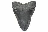 Bargain, , Fossil Megalodon Tooth - Georgia #338738-1